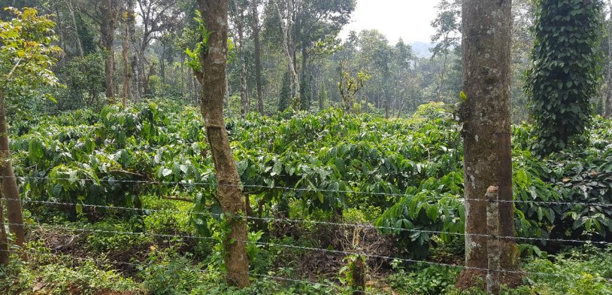 5 Acre Coffee Estate For Sale Urgent Virajpet Taluk Coorg Karnataka