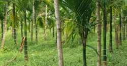 2 Acres Land Sale Kushal Nagar, Coorg